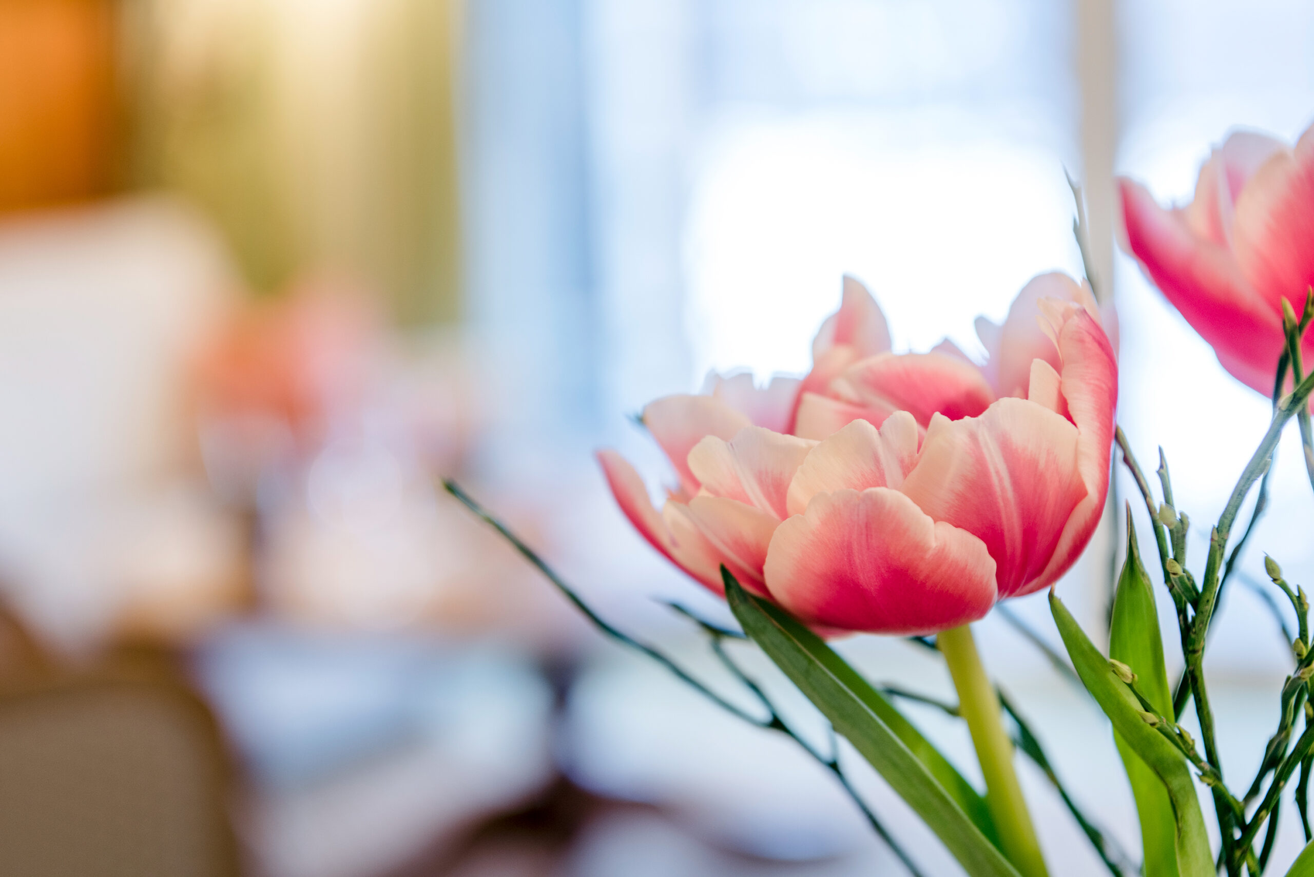 Blume in rosa und weiß