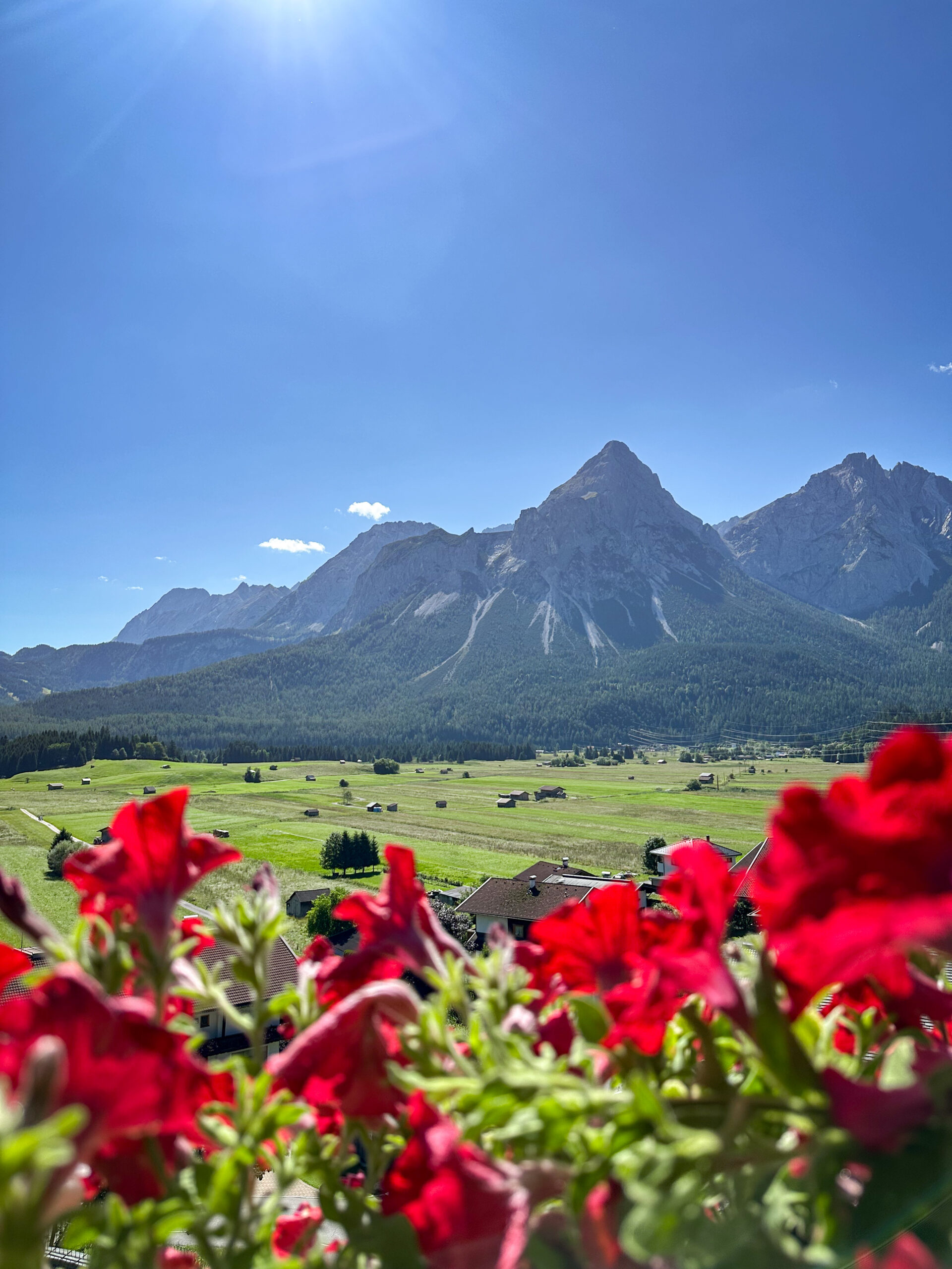 Rote Balkonblumen im Vordergrund, dahinter grüne Wiese und Berge